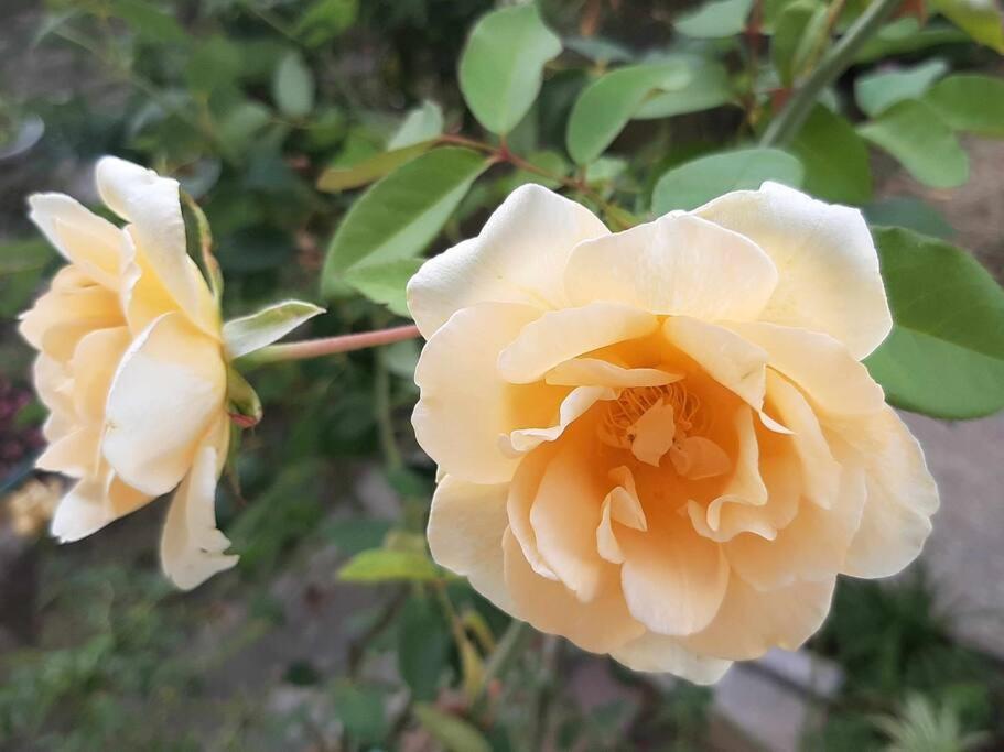 Villino La Rosa Antica Apartment Florence Ngoại thất bức ảnh